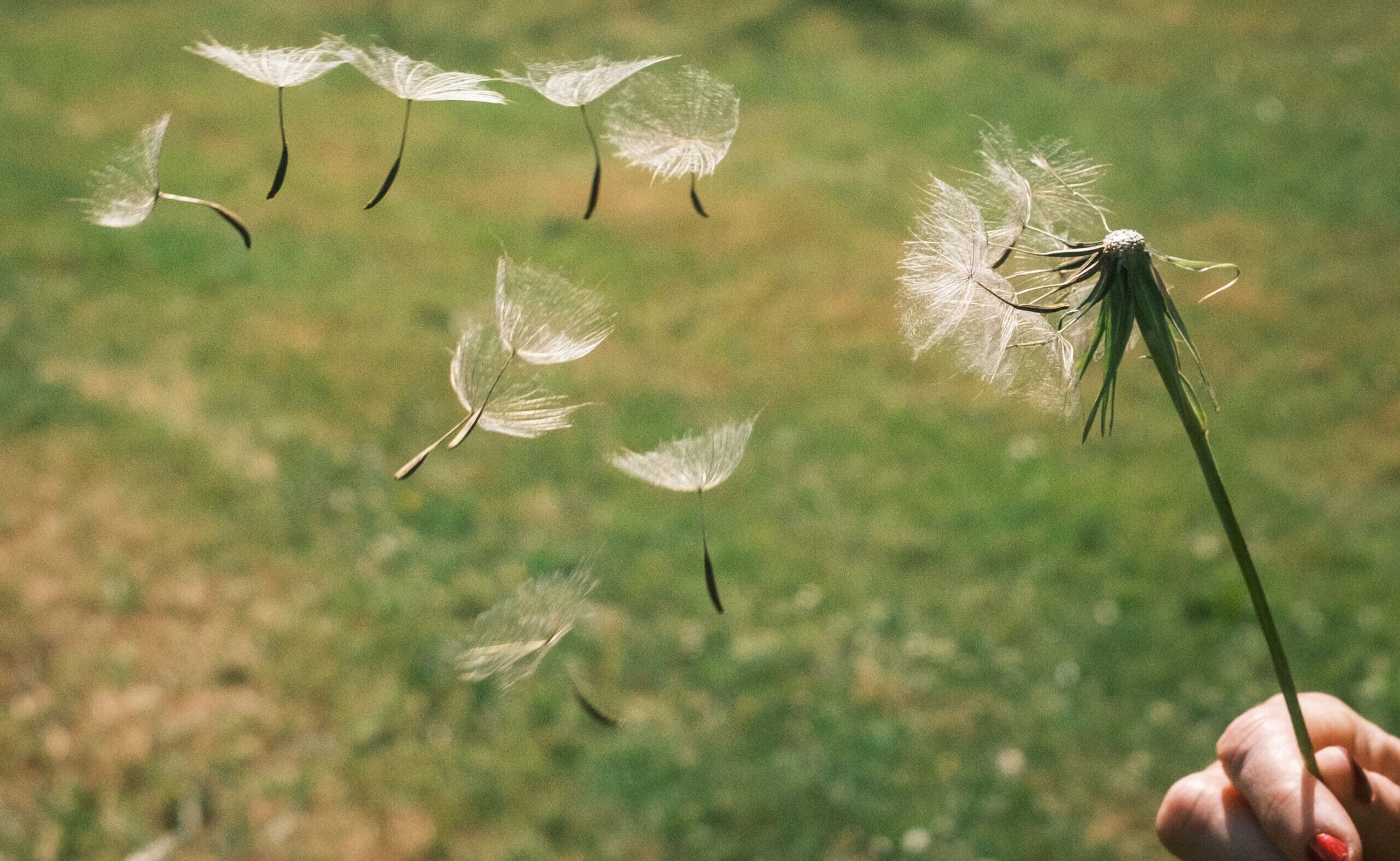 FDT-défi25-19- Je sème à tout vent